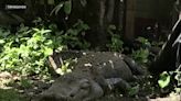 Barking dogs alert homeowner to 11-foot alligator in backyard