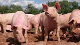 El gobierno de Santa Fe lanza cortes de cerdo a precios especiales para Rosario