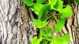 ECOVIEWS: How long do ginkgo trees live?