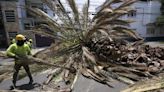 ‘Picudo rojo’, el asesino de las palmeras de la Ciudad de México