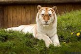 Golden tiger