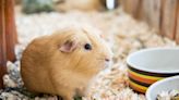 New York City Council Passes Bill To Ban Sale of Guinea Pigs in Pet Stores