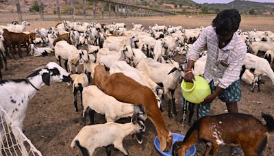 Number of goats and sheep reduced by 32.40% in Telangana in the last five years despite the sheep distribution programme