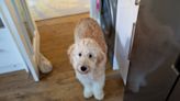 Goldendoodle Refuses To Eat Unless His Owners Pretend To Add Ranch to His Food