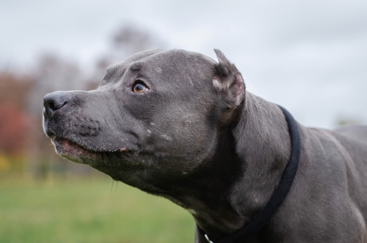 Young Pit Bull Overlooked by Adopters Due to Skin Condition Melts Hearts with Puppy Dog Eyes