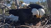 Hopeful Viewers Of Eagle Nest's Hatch Cam Get Bittersweet Update