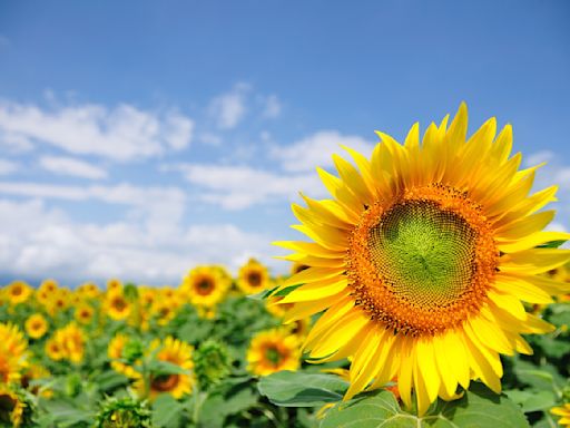 颱風山陀兒來襲！桃園溪海花卉農遊活動改期至10/10至10/20舉行！