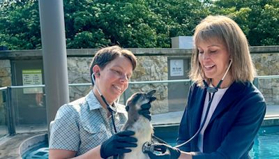 Mayor reveals name, gender of penguin chick born at Lincoln Children’s Zoo