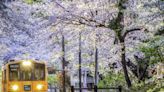 5 Trains for Seeing Cherry Blossoms in Tohoku: Enjoy Japan's Spring Scenery