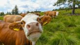 Landwirte in Dänemark müssen bald mehr Steuern zahlen – weil ihre Kühe pupsen