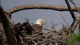 Southwest Florida Eagle Cam sees second egg in nest! When will we see F23’s eaglets?