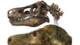 T. rex podría haber tenido labios que cubrieran sus dientes