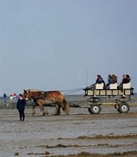 Horse Carriage with High Wheels on Its Way To the Wadden Sea ...