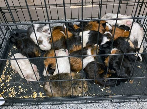 Dozens of guinea pigs found abandoned on wooded trail in Dracut - The Boston Globe