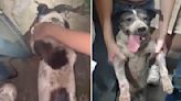 Stray Dog Frantically Pawing At Rocks Saves An Unexpected Friend
