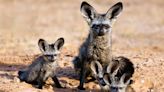 Bat-Eared Fox Mom at San Diego Zoo Is the Ultimate Single Mother