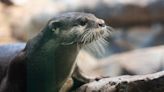 Name unveiled for new otter at Loveland Living Planet Aquarium