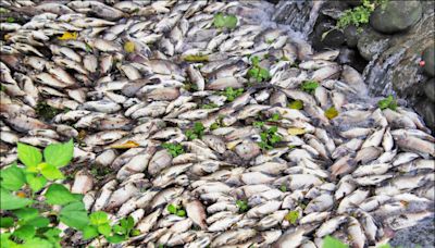 新竹竹東河濱公園3噸魚暴斃 環局採驗
