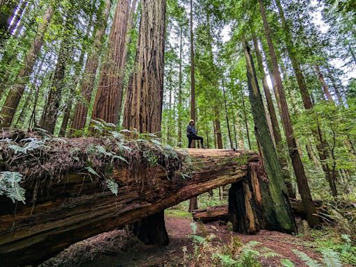 Redwoods National Park: 10 Things To Know Before You Go