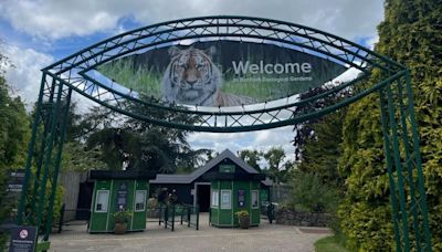 Snow leopard Aurora 'finding her feet' at new zoo