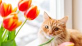 Are Tulips Toxic to Cats?