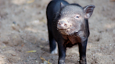 Little Boy's Snuggle Session with Pet Piglets Is Giving Major FOMO