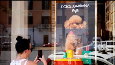 Dolce & Gabbana launches $108 dog cologne. Some vets disapprove.