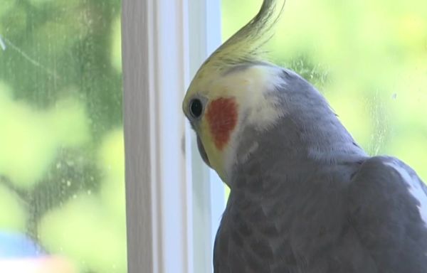 Pet bird escapes Milford home, lured to safety with the song ‘Tequila’ - Boston News, Weather, Sports | WHDH 7News