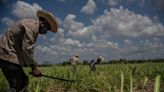 Cuba se verá obligada a importar azúcar tras una cosecha desastrosa