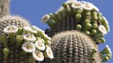 This majestic cactus boasts Arizona's state flower. Here's how to spot the blooms