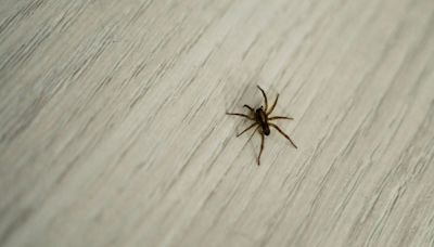 Simple tips to deter spiders from your home this 'spider season'