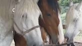 Have You Seen This? Horse helps its friend fly the coop