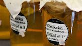 Probiotics in kombucha found to mimic fasting and reduce fat stores in C. elegans model