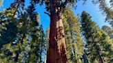 General Sherman passes health check but world's largest trees face growing climate threats