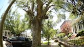 Wilmington to chop down dozens of street trees, including mature oaks along Market Street