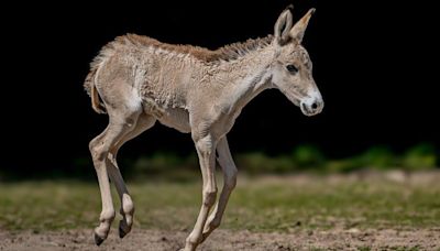 Zoo hails birth of 'one of world's rarest animals'