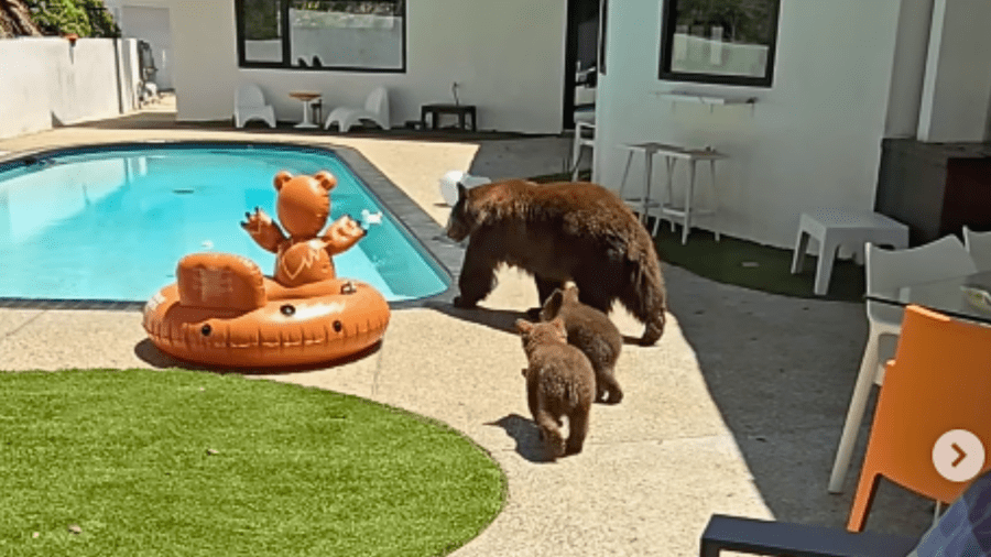 Bear family makes backyard visit to Southern California home: Video