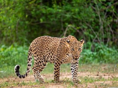 Union Minister Ramdas Athawale adopts leopard at Mumbai's Sanjay Gandhi National Park - CNBC TV18