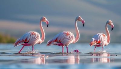 Cómo Florida está recuperando su color rosa: Flamencos americanos regresan