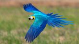 Rescue Macaw Who Lost All Flight Feathers Learns to Soar Once More