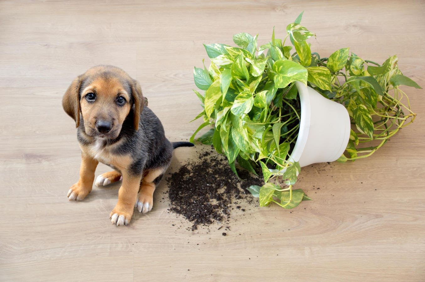 Wellness Design Goes To The Dogs—16 Pro Tips For Pup Safety