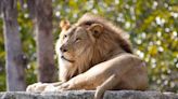 Utica Zoo Temporarily Closes After an African Lion Injures a Zookeeper