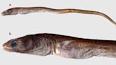 Slimy creature — with sharp teeth and slender body — found in ocean. It’s a new species