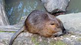 Baby Beaver Spotted in California Bay Area Waterway for the First Time in Over 100 Years