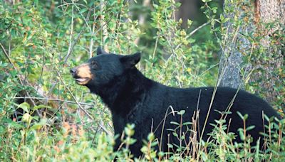 Beyond Local: Black bear euthanized after killing dog in Canmore