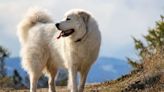 160-Pound Dog Carried Down Oregon Mountain by Firefighters