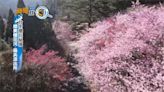 全台櫻花季時間大不同 開花時間全看緯度、海拔