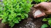 Make your dirt richer with the best garden fertilizers