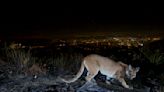 The other Angelenos: What a naturalist's survey of Los Angeles wildlife reveals