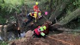 Notorious the bull 'moo-ved' to safety after getting stuck in mud | ITV News